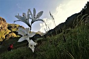 15 Giglio di monte (Paradisea liliastrum) con vista in Valletto